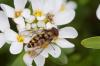 Parasyrphus punctulatus